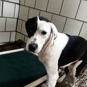 Rescue Hound and Mixed Breed Dogs for Adoption in Starkville, Mississippi - Bliss | PetCurious