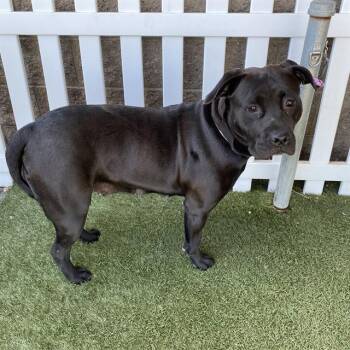 Pit Bull Terrier and Mixed Breed Dogs Available for Adoption - HALF PINT | PetCurious