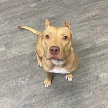 Pit Bull Terrier Dogs Available for Adoption - Banana | PetCurious