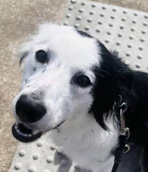 Blanche -  Border Collie Dog for Adoption in Newport, Oregon - Blanche | PetCurious
