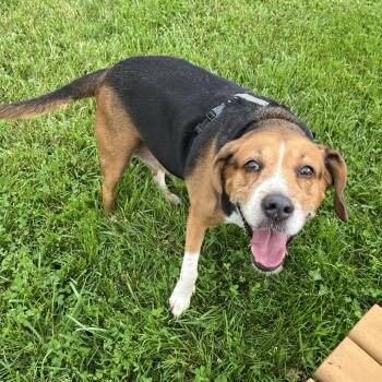 Gigi -  Hound Dog for Adoption in South Burlington, Vermont - Gigi | PetCurious
