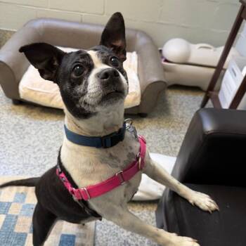 Boston Terrier and Mixed Breed Dogs Available for Adoption in Falls Church, Virginia - Lu Lu | PetCurious