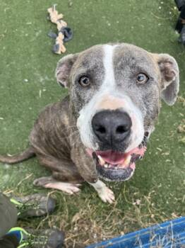 Rescue Mixed Breed Dogs for Adoption in Chesapeake, Virginia - Midas | PetCurious