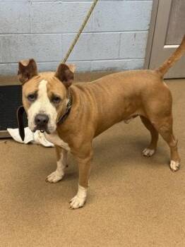 Wealthy -  Mixed Breed Dog for Adoption in Chamblee, Georgia - Wealthy | PetCurious