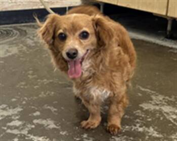 Dachshund and Chihuahua Dogs Available for Adoption in Camarillo, California - ROSIE | PetCurious