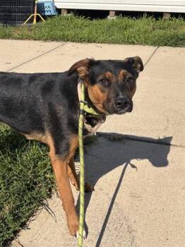 PANTERA -  German Shepherd Dog and Mixed Breed Dog for Adoption - PANTERA | PetCurious