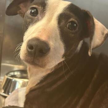 Rescue Mixed Breed Dogs for Adoption in Asheville, North Carolina - Rhythm | PetCurious