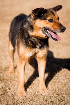 Shepherd and Cattle Dog Dogs Available for Adoption in Fort Lupton, Colorado - Galadriel | PetCurious