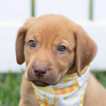 Labrador Retriever and Golden Retriever Dogs Available for Adoption - SandyCheeks *Arriving 5/21* D11118 | PetCurious