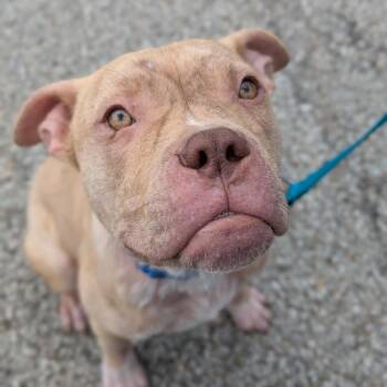 Hashbrown -  Mixed Breed Dog for Adoption in Pittsburgh, Pennsylvania - Hashbrown | PetCurious