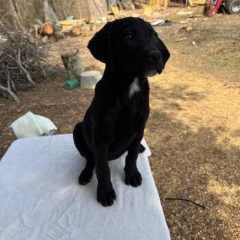 Labrador Retriever and Mixed Breed Dogs Available for Adoption - Blakely | PetCurious
