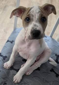 Piper -  Mixed Breed Dog for Adoption in Honolulu, Hawaii - Piper | PetCurious