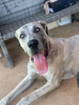 Hershey -  Great Dane and Cane Corso Dog for Adoption in Bullard, Texas - Hershey | PetCurious