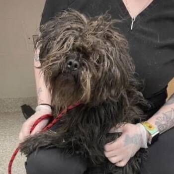 Shih Tzu Dogs Available for Adoption in Rockville, Maryland - Soup Bowl | PetCurious