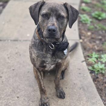 Cane Corso and American Staffordshire Terrier Dogs Available for Adoption in De Soto, Kansas - Vera | PetCurious