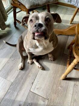 Amari -  Pit Bull Terrier Dog Available for Adoption - Amari | PetCurious