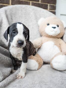 Java -  Terrier Dog for Adoption in Tallahassee, Florida - Java | PetCurious