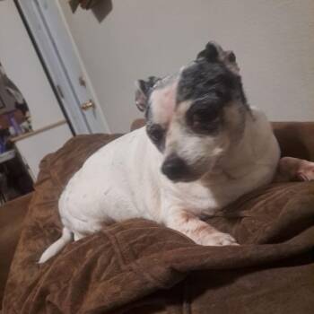 Cindy Bear -  Chihuahua Dog for Adoption in New Orleans, Louisiana - Cindy Bear | PetCurious