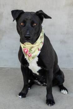 Mixed Breed Dogs Available for Adoption - Pierce | PetCurious