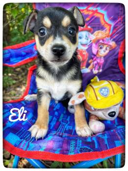 Rat Terrier Dogs Available for Adoption in Sebring, Florida - Eli | PetCurious