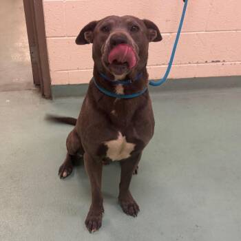 Mixed Breed Dogs Available for Adoption - Bolio | PetCurious