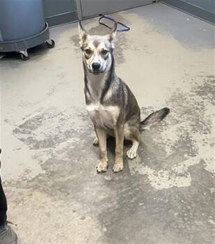 FIFI -  German Shepherd Dog and Mixed Breed Dog for Adoption in Tallahassee, Florida - FIFI | PetCurious