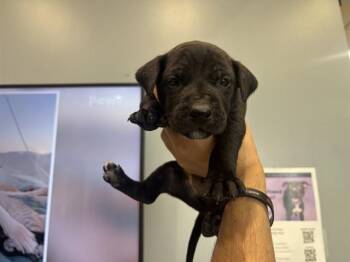 Pit Bull Terrier Dogs Available for Adoption in Rowlett, Texas - MARYLAND | PetCurious