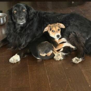 Mixed Breed Dogs Available for Adoption in Springboro, Ohio - Langdon | PetCurious