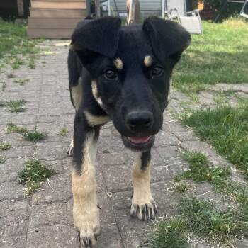 Willow -  German Shepherd Dog and Mixed Breed Dog for Adoption in Bellingham, Washington - Willow | PetCurious