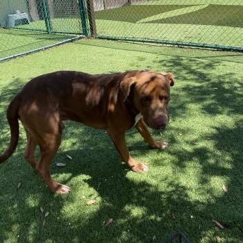 Hang Ten 5768 -  Pit Bull Terrier and Mixed Breed Dog for Adoption in Loxahatchee Groves, Florida - Hang Ten 5768 | PetCurious