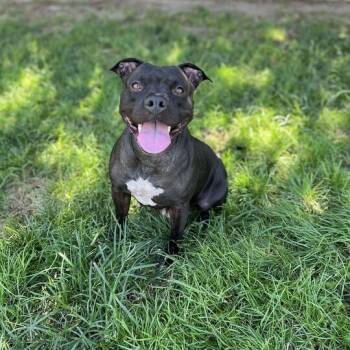 Rescue Pit Bull Terrier and American Staffordshire Terrier Dogs for Adoption in Turlock, California - Candy | PetCurious