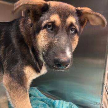 Grayson -  German Shepherd Dog and Husky Dog for Adoption in Goleta, California - Grayson | PetCurious