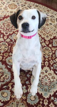 Rescue Mixed Breed Dogs for Adoption in Herndon, Virginia - Pearl | PetCurious