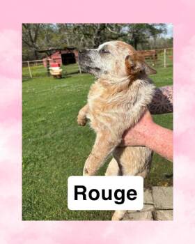 Australian Cattle Dog Blue Heeler Dogs Available for Adoption - Rouge | PetCurious