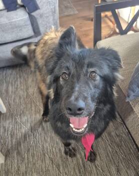 Collie and Shepherd Dogs Available for Adoption - Chencha #1 | PetCurious