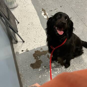 Black Labrador Retriever and Poodle Dogs Available for Adoption in Saint Joseph, Missouri - Bear | PetCurious
