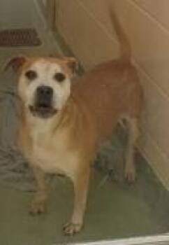 Rescue Mixed Breed Dogs for Adoption in Cincinnati, Ohio - Cali | PetCurious