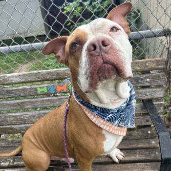 Pico -  American Bulldog and American Staffordshire Terrier Dog for Adoption in Austin, Texas - Pico | PetCurious