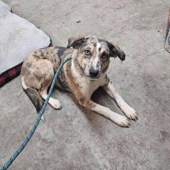 Catahoula Leopard Dog and Mixed Breed Dogs Available for Adoption in Stormville, New York - CT Carrie | PetCurious