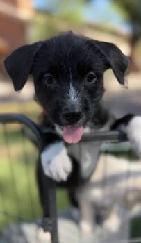 Macy -  Border Terrier and Parson Russell Terrier Dog for Adoption in Gilbert, Arizona - Macy | PetCurious