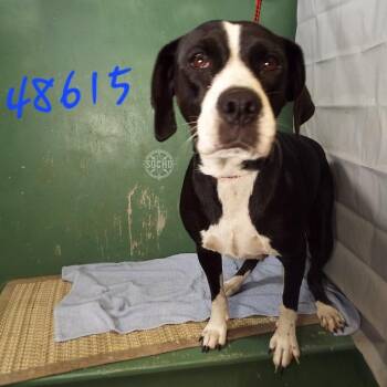 Hound Dogs Available for Adoption in Springfield, Missouri - Sweetie | PetCurious