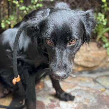 Labrador Retriever and Border Collie Dogs Available for Adoption in San Diego, California - Anthem - (Medical) | PetCurious