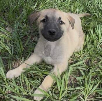 German Shepherd Dog Dogs Available for Adoption in Cleveland, Texas - Benji | PetCurious