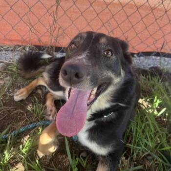 Baretta -  Mixed Breed Dog for Adoption in Spokane, Washington - Baretta | PetCurious