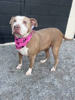 Rescue American Staffordshire Terrier Dogs for Adoption in Morristown, Tennessee - Galaxy | PetCurious