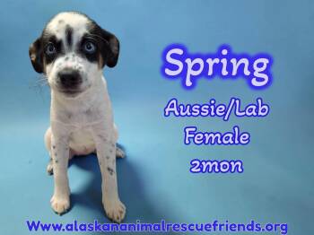 Australian Shepherd and Labrador Retriever Dogs Available for Adoption - Spring | PetCurious