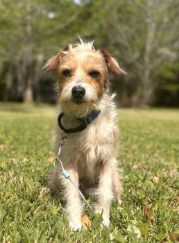 Cairn Terrier Dogs Available for Adoption in New Orleans, Louisiana - Scruffy Doo | PetCurious