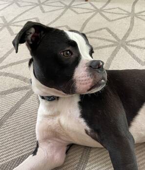 Cane -  Boxer Dog for Adoption in Chevy Chase, Maryland - Cane | PetCurious
