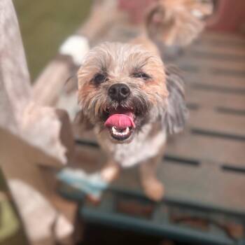 Robbie -  Terrier Dog for Adoption in Sonoma, California - Robbie | PetCurious