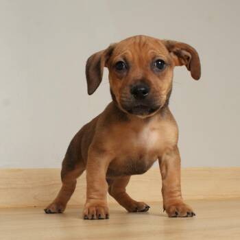 Pit Bull Terrier Dogs Available for Adoption in Minnetonka, Minnesota - Slash D68373 | PetCurious